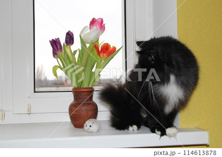 Small hamster makes friendship with cat. Love of pets. Amusing animals 114613878