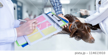 Concept of treatment and filling out a patient card in a veterinary clinic. 114613910