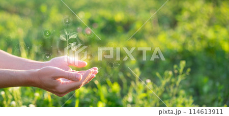 Hands support the sprout of a drawn plant . 114613911