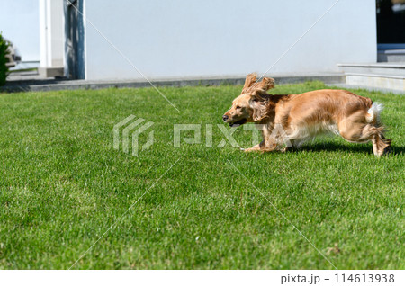 English spaniel runs on green grass in the backyard. 114613938