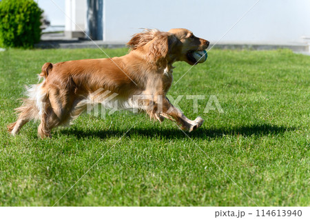 English spaniel runs on green grass in the backyard. English spaniel runs on green grass in the backyard. 114613940