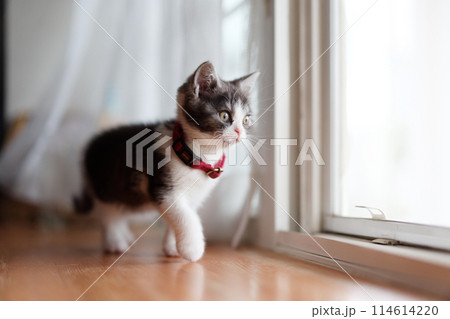 窓辺の子猫 114614220