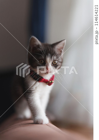 窓辺の子猫 114614221