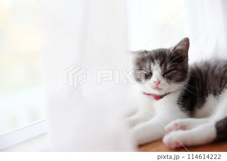 窓辺の子猫 114614222