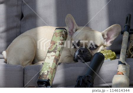 A charming bulldog dog lies among the airsoft machines and stares calmly into the camera. A charming bulldog dog lies among the airsoft machines and stares calmly into the camera. 114614344