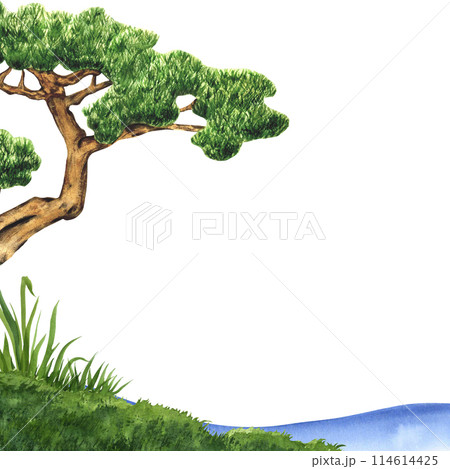 Bonsai tree of Pine on green grass for the Japanese Garden. Watercolor illustration with copy space. Summer grassy element for design, nature landscape. Spring herb. Organic, bio, eco label and shape 114614425