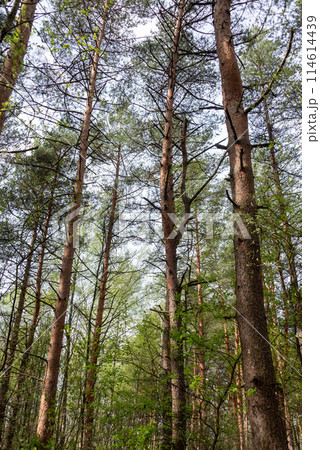 Tall pines in a spring pine forest against a blue sky. Tall pines in a spring pine forest against a blue sky. 114614439