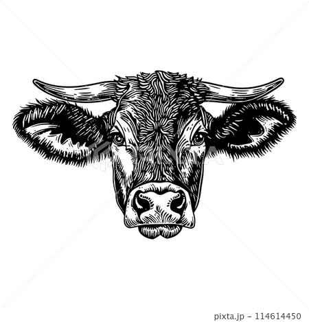 Cow Head Sketch Illustration. Engraving style isolated vector illustration. Cow Head Sketch Illustration. Engraving style isolated vector illustration. 114614450