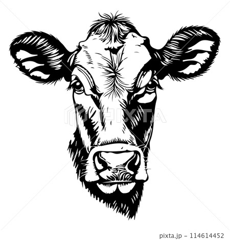 Cow Head Sketch Illustration. Engraving style isolated vector illustration. Cow Head Sketch Illustration. Engraving style isolated vector illustration. 114614452