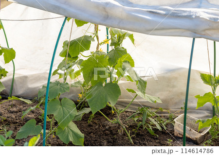 Seedling of cucumber under the covering material. Non-woven covering material for garden beds, greenhouses - spunbond 114614786
