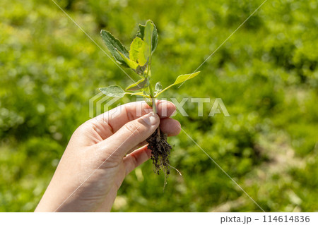 A hand holds a young swan weed plant. Atriplex patula 114614836