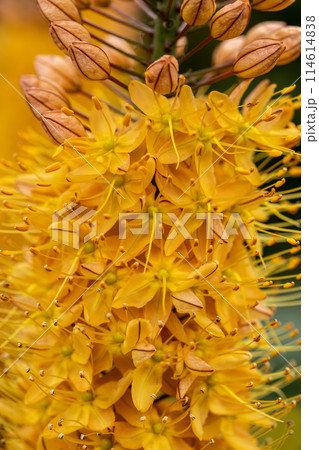 Eremurus Cleopatra Foxtail Lily in flowers garden 114614838