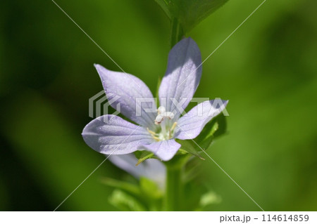キキョウソウの花 キキョウソウの花 114614859