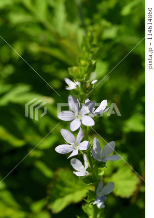 キキョウソウの花 114614860