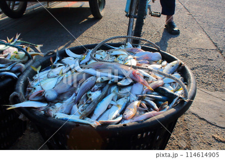 魚 魚類 サカナ 114614905