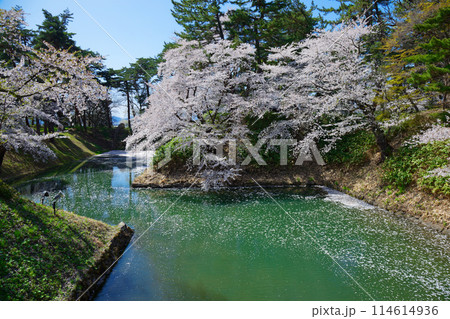 満開の桜と濠に映える景観 観光舟 弘前城  満開の桜と濠に映える景観 観光舟 弘前城  114614936
