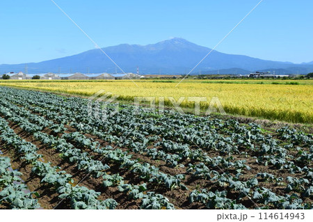 ブロッコリー畑 ブロッコリー畑 114614943