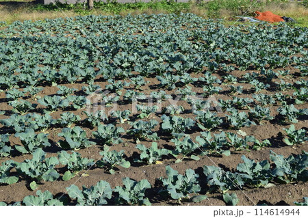 ブロッコリー畑 114614944