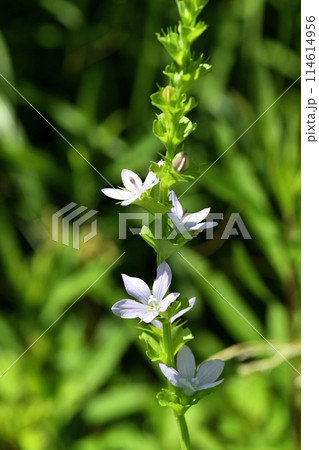 キキョウソウの花 キキョウソウの花 114614956