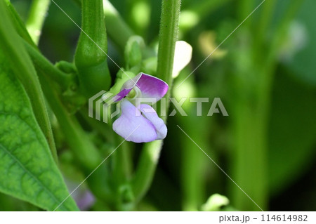 インゲンマメの花 インゲンマメの花 114614982