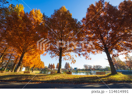 小江戸川越の秋 紅葉の川越水上公園 小江戸川越の秋 紅葉の川越水上公園 114614991