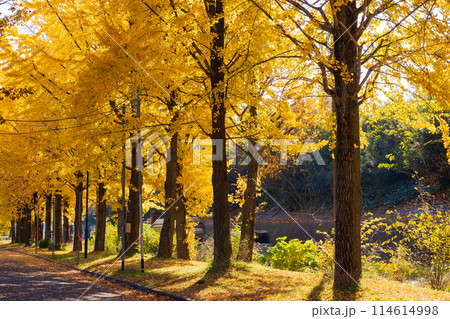 小江戸川越の秋 紅葉の川越水上公園 小江戸川越の秋 紅葉の川越水上公園 114614998