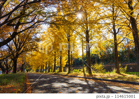 小江戸川越の秋 紅葉の川越水上公園の写真素材 [114615001] - PIXTA