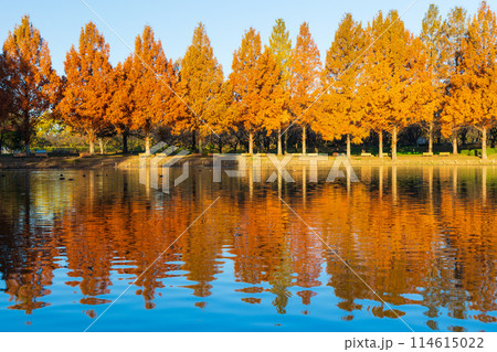 小江戸川越の秋　紅葉の川越水上公園 114615022