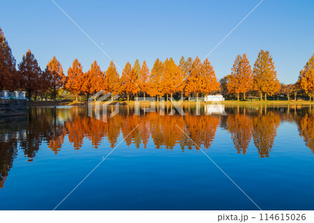 小江戸川越の秋 紅葉の川越水上公園 小江戸川越の秋 紅葉の川越水上公園 114615026