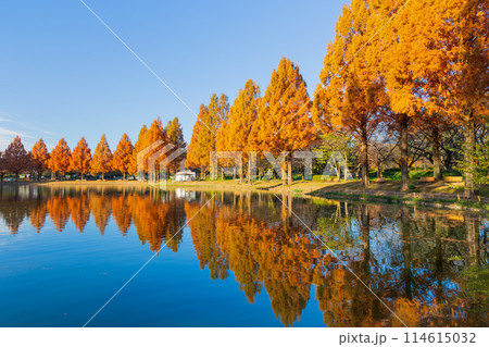 小江戸川越の秋　紅葉の川越水上公園 114615032