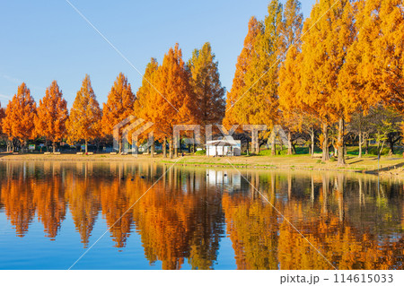小江戸川越の秋　紅葉の川越水上公園 114615033