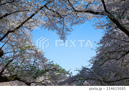 満開の桜　ハートマーク　弘前城 114615085