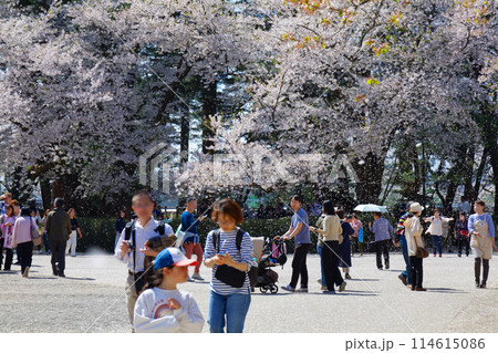 満開の桜と花吹雪 弘前城 満開の桜と花吹雪 弘前城 114615086