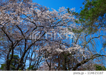 満開の桜　弘前城 114615187