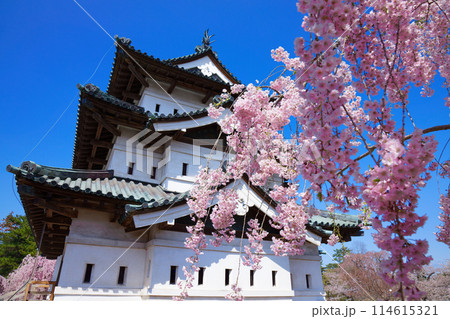満開の枝垂れ桜と弘前城 114615321