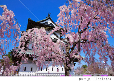 満開の枝垂れ桜と弘前城 満開の枝垂れ桜と弘前城 114615323