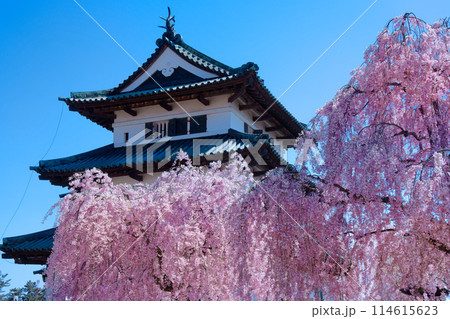 満開の枝垂れ桜と弘前城 満開の枝垂れ桜と弘前城 114615623
