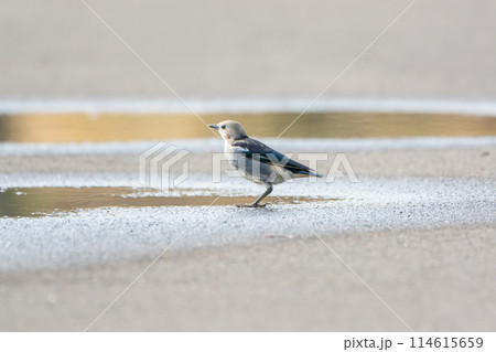 北海道の5月、コムクドリの早朝。 114615659