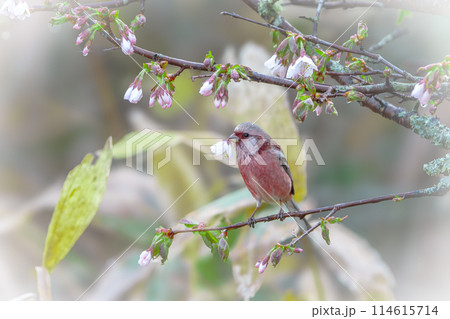 北海道の5月、ベニマシコと千島桜。 北海道の5月、ベニマシコと千島桜。 114615714
