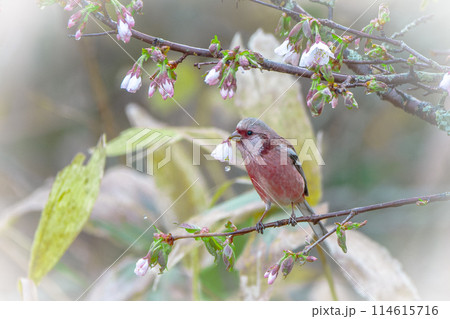 北海道の5月、ベニマシコと千島桜。 114615716