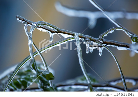 Icicles on icy tree branches. temperature swing season and winter weather in autumn Icicles on icy tree branches. temperature swing season and winter weather in autumn 114615845