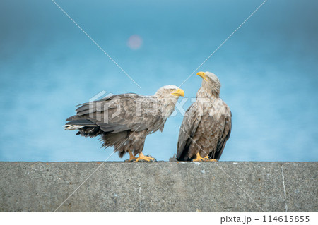 北海道の5月、オジロワシのペア。 114615855
