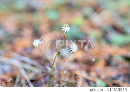 コセリバオウレンの花 コセリバオウレンの花 114615929
