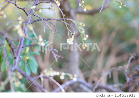 梅の花　ギョクガクシダレ 114615933