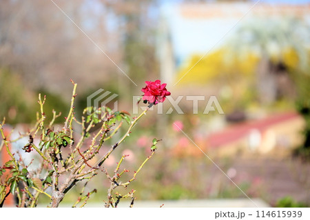 冬の薔薇　赤バラ 114615939