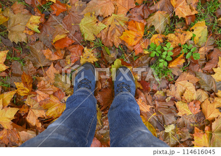 pov of men walking on autumn leaves in forest 114616045