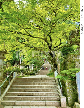 新緑に包まれた最乗寺石段 新緑に包まれた最乗寺石段 114616178