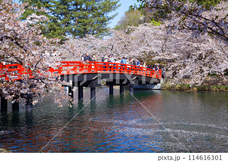 春陽橋と満開の桜　弘前城　さくらまつり 114616301
