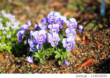 可愛いビオラの花 114616565