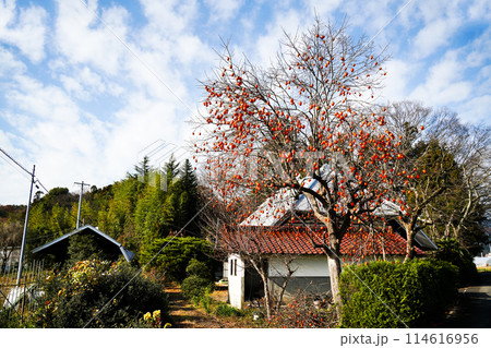 青空とたわわに実った柿の実 114616956